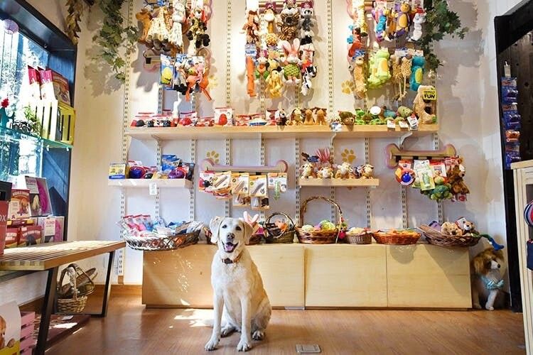 Thiet Ke Pet Shop (1)
