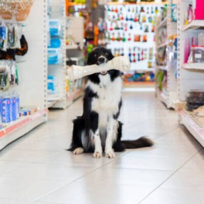 hpdecor.vn-thiết kế pet shop