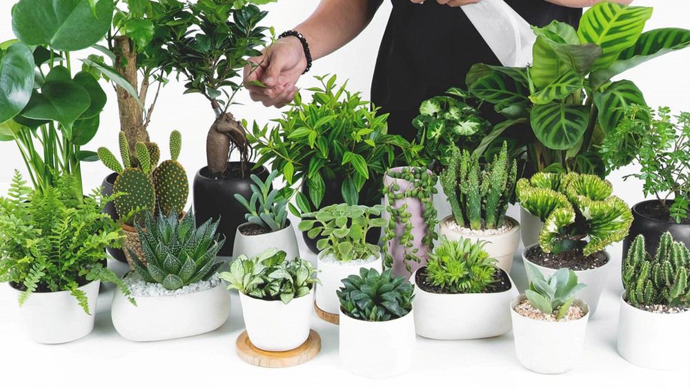 hpdecor.vn-cách chiêu tài lộc cho cửa hàng