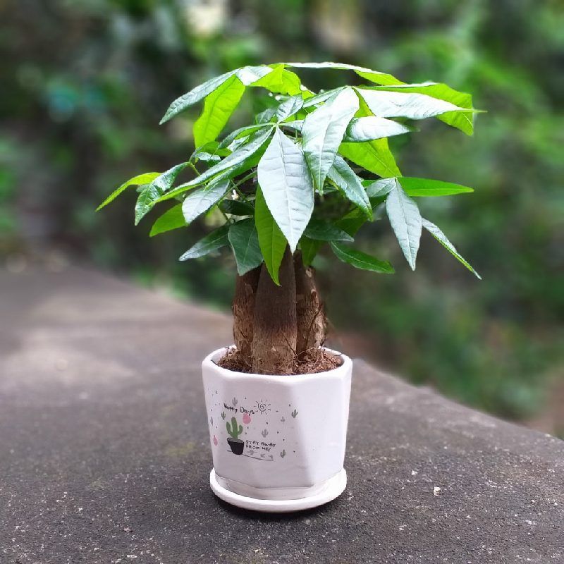 hpdecor.vn-phong thủy buôn may bán đắt